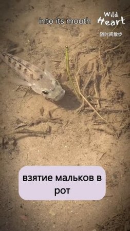 Вот как тилапия защищает своих детей #shorts