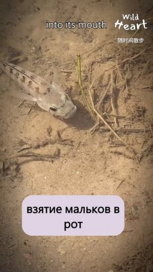 Вот как тилапия защищает своих детей #shorts