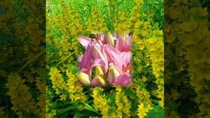 video20250710_141011.mp4