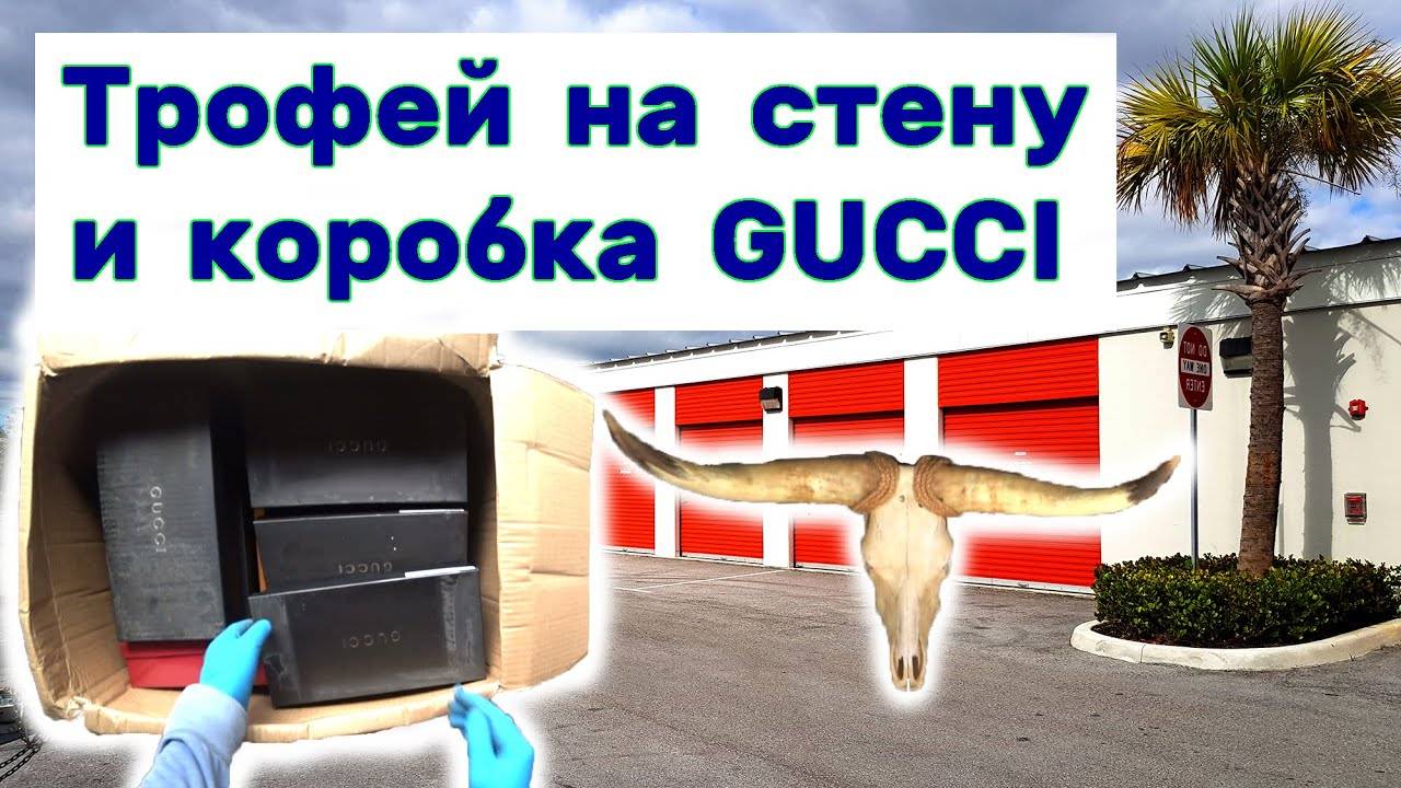 Трофей на стену и коробка GUCCI. Находки в брошенном контейнере.