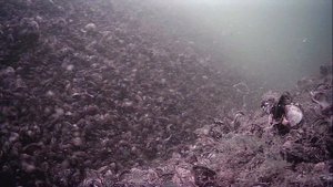 1000046202.mp4Волга гл.5м.10.07 2025г.