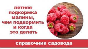 Чем подкормить малину летом. Рецепты и правильная подкормка.