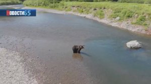 Угроза или баланс природы? Рекордная численность медведей зафиксирована на Сахалине