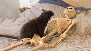 29Приколы с котами! Смешные коты - Самые смешные животные С ОЗВУЧКОЙ! Ржака!!
