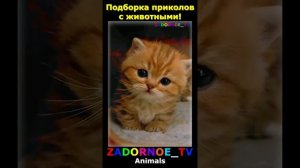 Животные приколы и не только