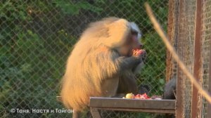 Для зоопарка надо иметь дома волшебный ларец! Мы расплавились на солнце, но пришли в гости в ДОМ2