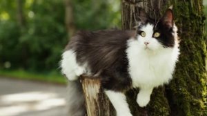 Видео котенка породы мейн кун черный с белым (n09), Penguin Grey Claw`s в пять месяцев.