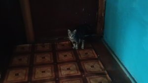 Новый котик в нашем подъезде:)