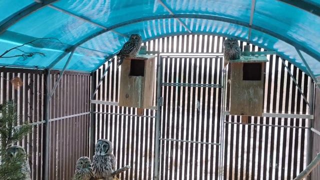 Совы ненежные берегите затылок