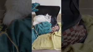 Снова отвезла кошек в клинику, только в другую