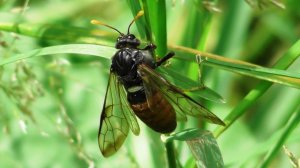 Большой берёзовый пилильщик  ( Cimbex femoratus )
