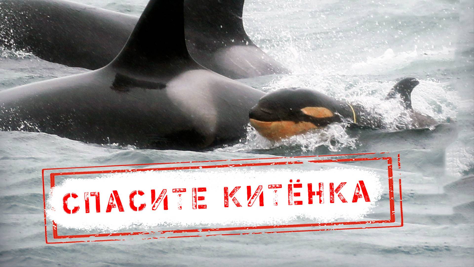 НОВОСТИ КАМЧАТКИ: СПАСИТЕ КИТЁНКА