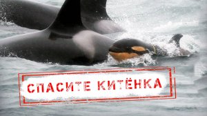НОВОСТИ КАМЧАТКИ: СПАСИТЕ КИТЁНКА