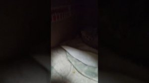 ПрИвЕт привет 2 часть зизнь чнешки и
Её Катят