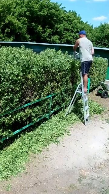 Кусторез бензиновый REDVERG RD-GHT226 смотреть онлайн