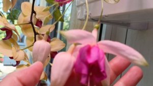 Зацветают мои Ахименесы красавчики 😍🥰💕скоро будут красивые пышные кустики все в цветах 🤗🤗