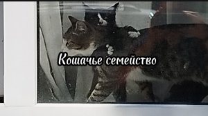 Кошачье семейство