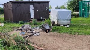 Птицы распространяются по окрестностям