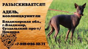 Пропала собака! АДЕЛЬ.  Ксолоицкуинтли. Владимирская обл,  г. Владимир