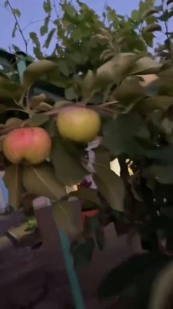 Ах какие яблочки! ,  просто чудо🍎🍏🍎 аромат просто восхитительный💕