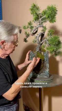 Приглашение Юрия Кретова на выставку бонсай 12 и 13 июля#бонсай #спб #выставка #растения #природа
