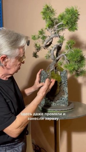 Приглашение Юрия Кретова на выставку бонсай 12 и 13 июля#бонсай #спб #выставка #растения #природа