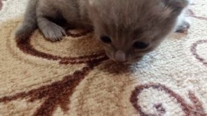 Выпустили катят на палас! 💗🥳