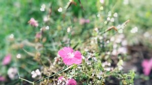 Летний вечер 🌞🥀🌿🍃снято сразу после заката