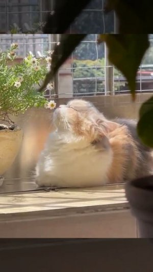 VID_20250710_092646_657.mp4