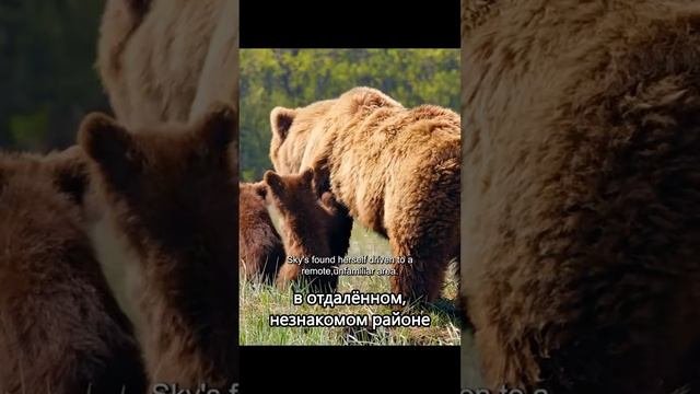 Кусочек медвежьей жизни #shorts