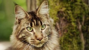 Котенок мейн кун (maine-coon) Prince Grey Claw`s черный мраморный (n22)