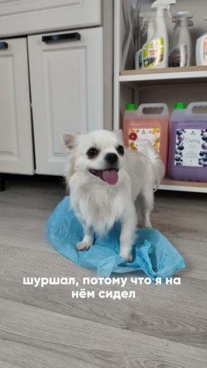 АртВБ: 119495571  #юмор #уборка #животные