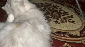 Кошки могут прыгать на высоту, в шесть раз превышающую их собственный рос