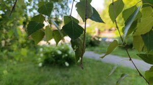 9.07.2025 кофе на тропе здоровья.mp4