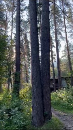 Утро туриста на базе отдыха «Глобус Плюс» — идеальное начало дня на Алтае!
