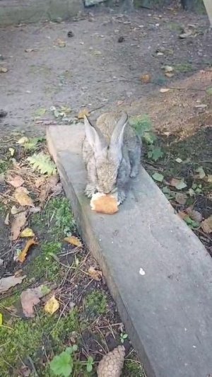 Тур на Алтай «Взял себе и я»: когда даже кролик не устоит!