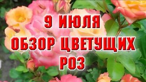 9 июля. Обзор цветущих цветников