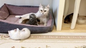 Котятам кошки Кайли 25 дней.