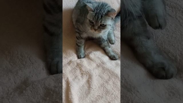 Что за поза, что за грация
