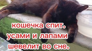 Кошка спит.