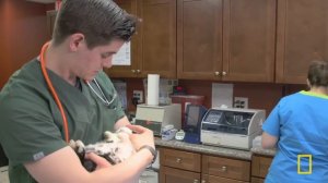 Return of the Dragon (Full Episode) | Dr. K's Exotic Animal ER | Nat Geo Animals