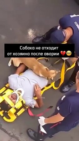 Собака — лучший друг человека___ 🙏
