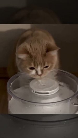 Джакузи для котика