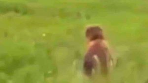 На Камчатке ищут гида, гонявшего медведя для развлечения туристов