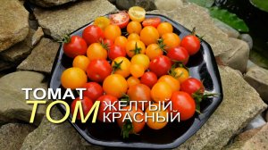 Томаты ТОМ красный и ТОМ желтый. Обзор сортов ТОМАТОВ!