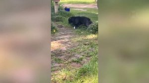 Бык Разорвал Трех Тигров! Случаи Когда Хищники Ошиблись с Жертвой Снятые на Камеру