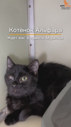 Альфара ждёт вас в приюте #Муркоша
