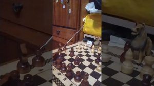 я с собакой играли в шахматы