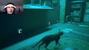 AnatoxichХОЧУ ЦАРАПАТЬ ДИВАН 😼   МЯУ = САЛЬТО   - Stray