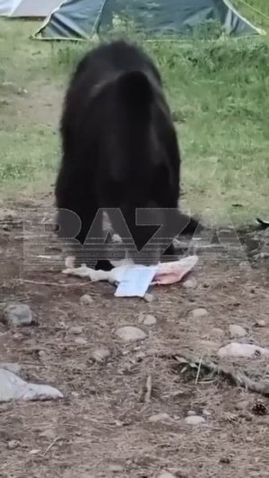 В Прибайкальском нацпарке медведь устроил гастрономический тур